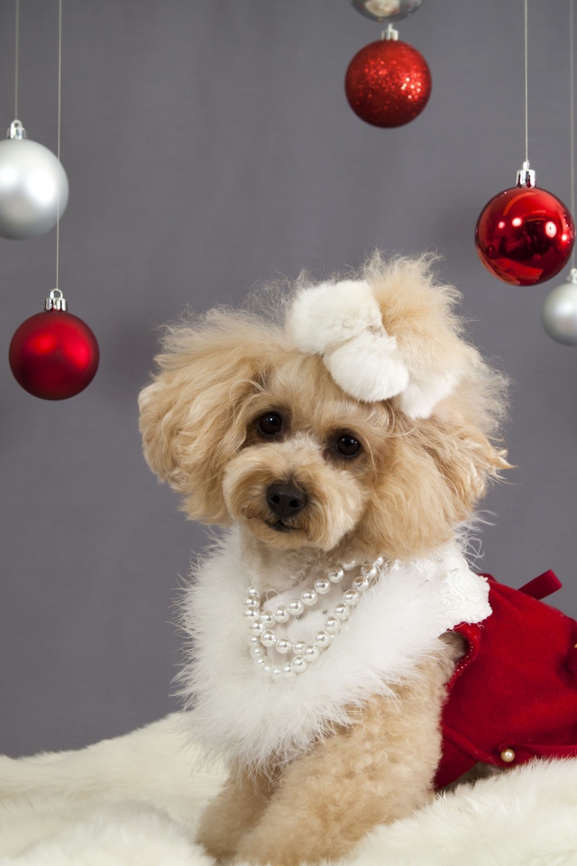 Новогодний пес пудель
