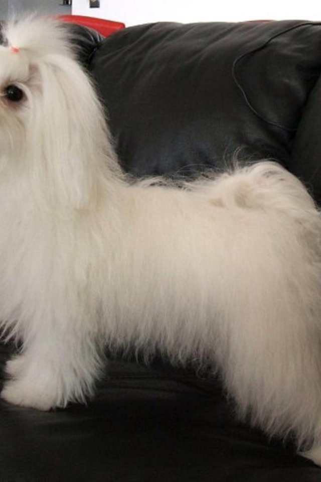 Коротко остриженная болонка