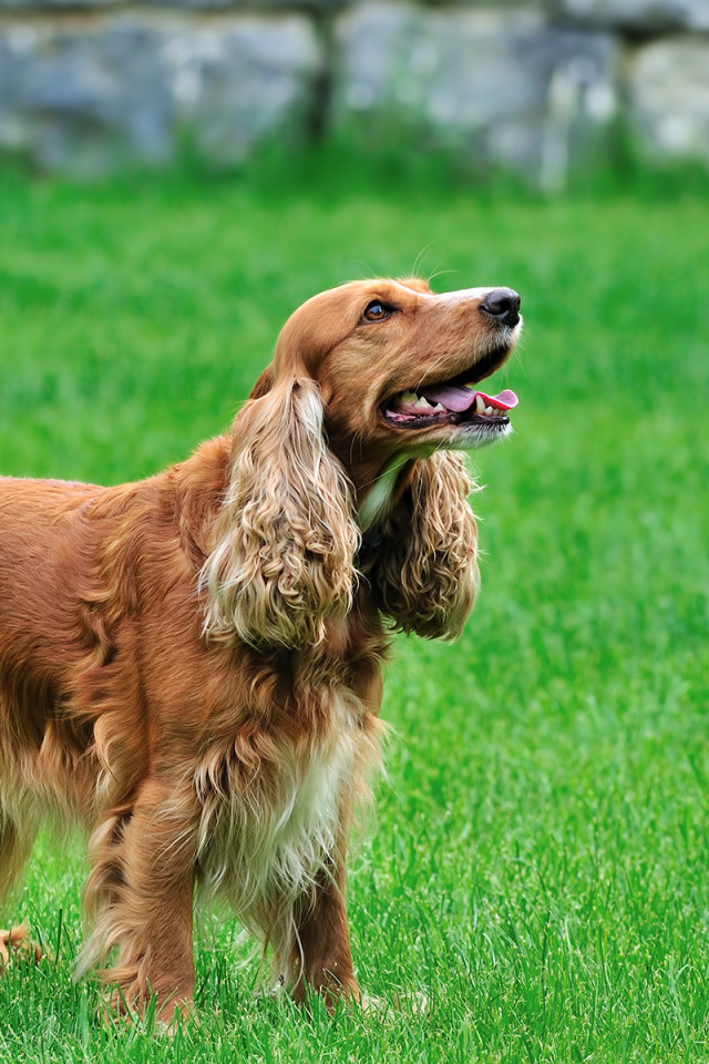 Кокер спаниель на газоне