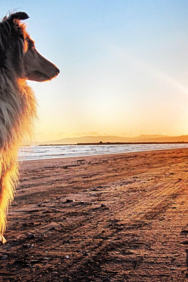 Колли на закате солнца