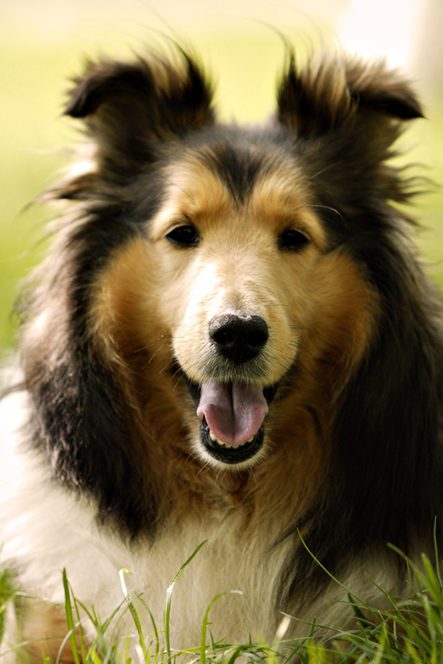 Собака колли на траве