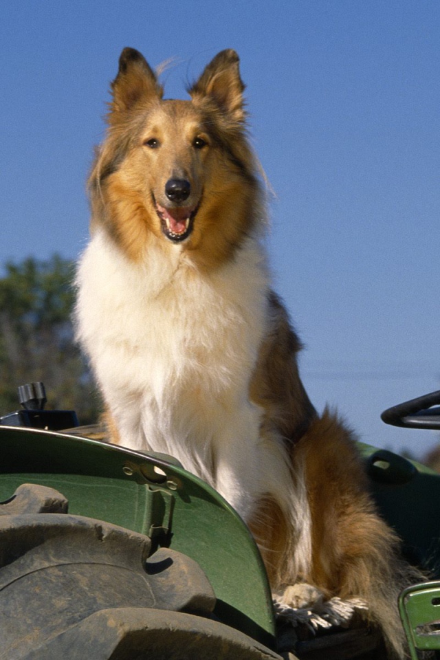 Собака колли на тракторе