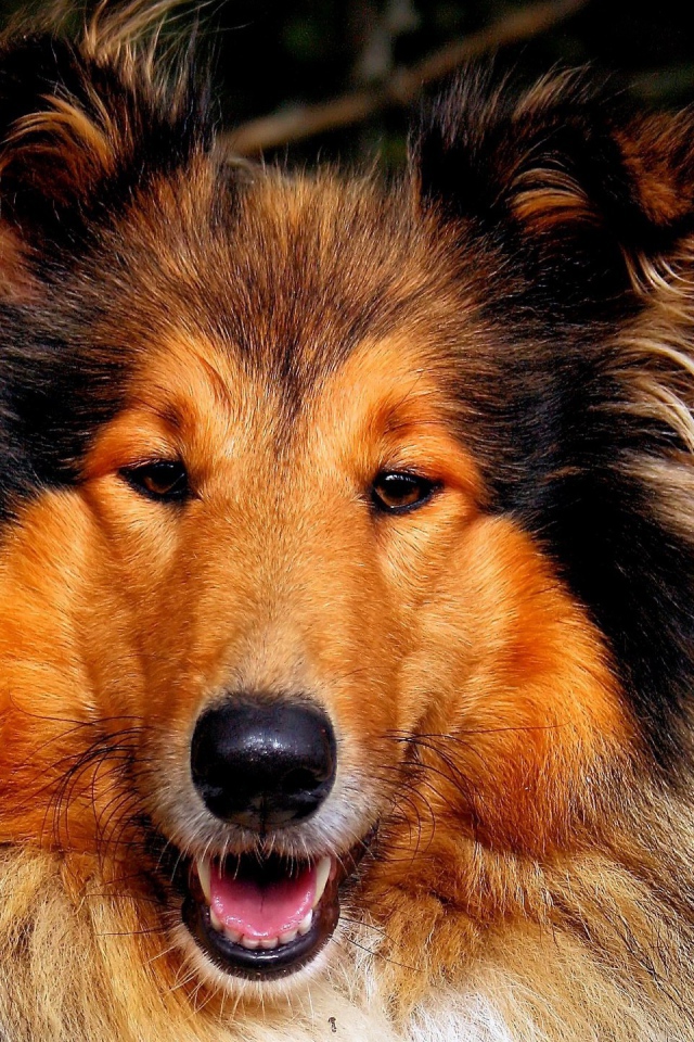 Собака колли улыбается