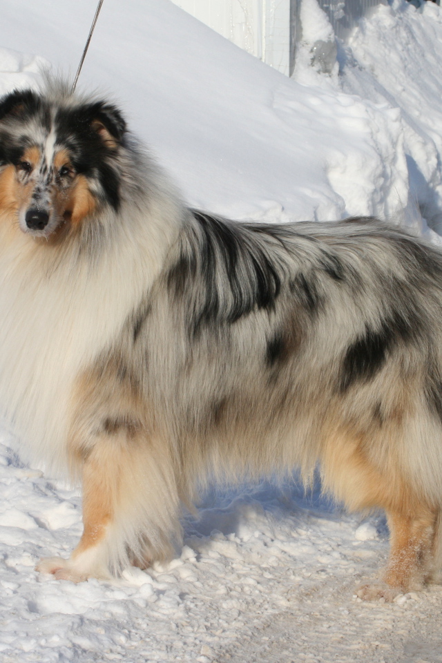 Колли у сугроба снега