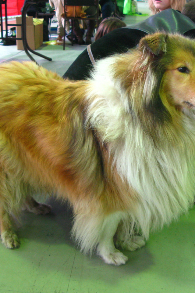 Колли в салоне красоты