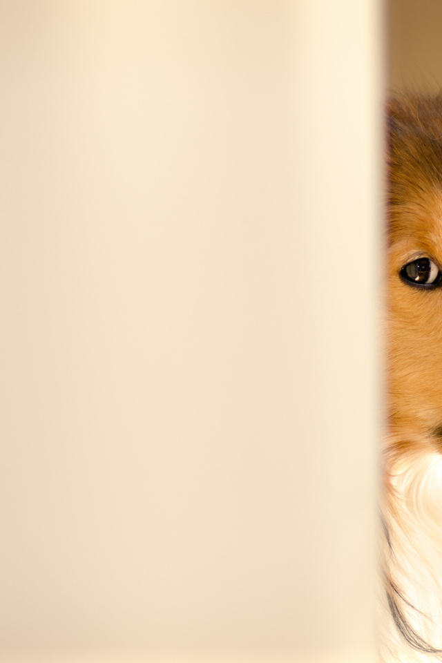 Колли выглядывает из-за стены