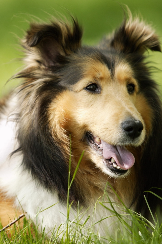 Колли лежит на траве
