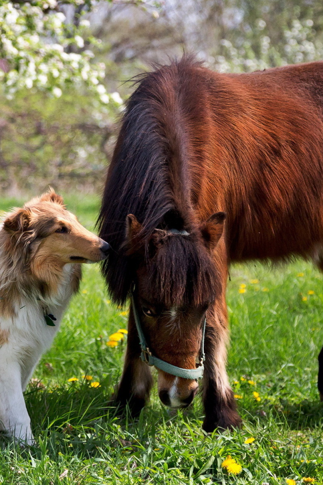 Колли рядом с лошадью