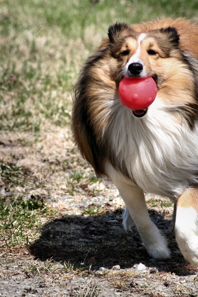 Колли играет с шариком