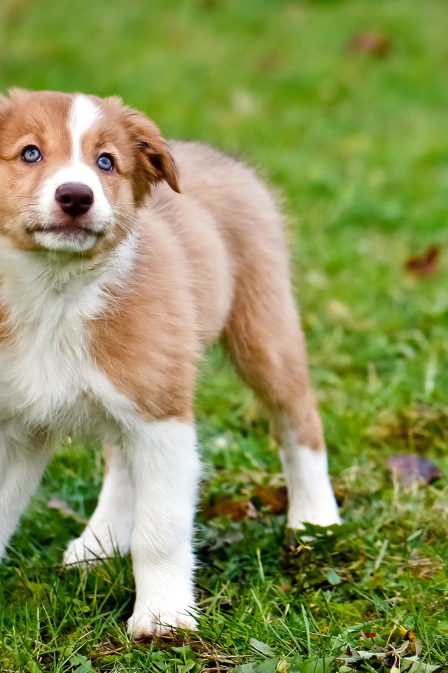 Щенок породы колли