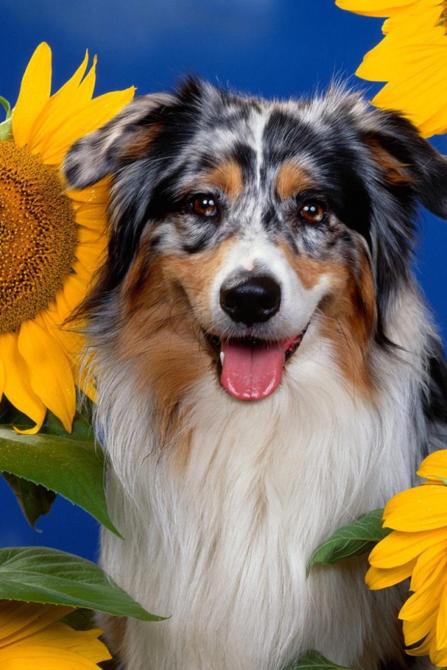 Collie puppy among sunflowers