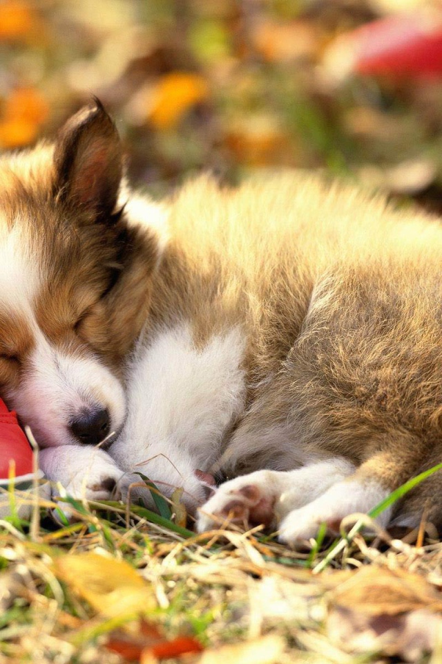 Collie puppy sleeping on a sneaker