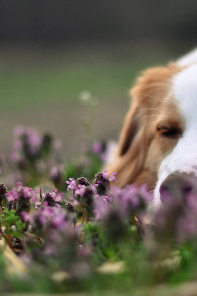 Колли спит в цветах
