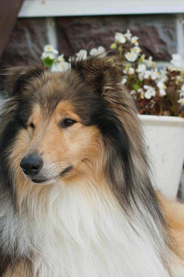 Колли с красивой прической