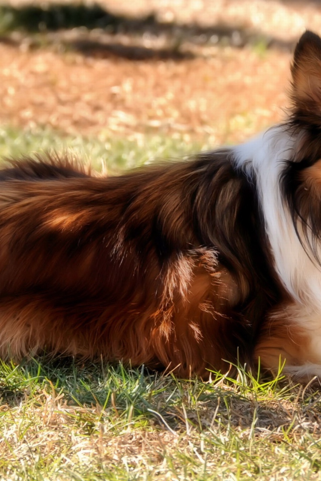 Колли на природе