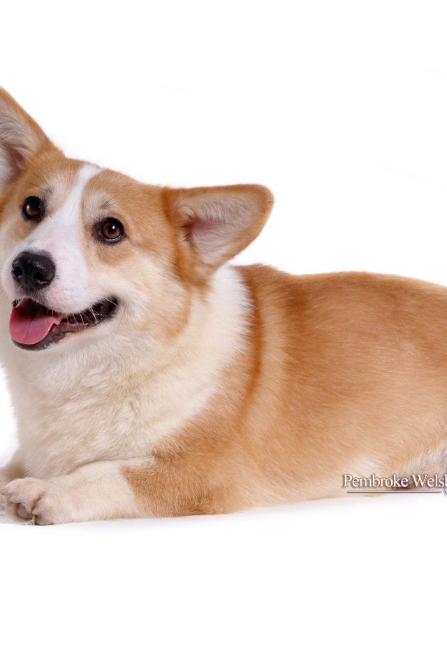 Собака вельш-корги лежит