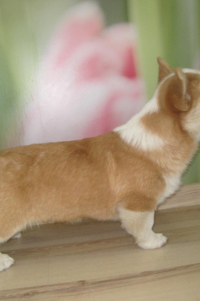 Пес вельш-корги стоит на подоконнике