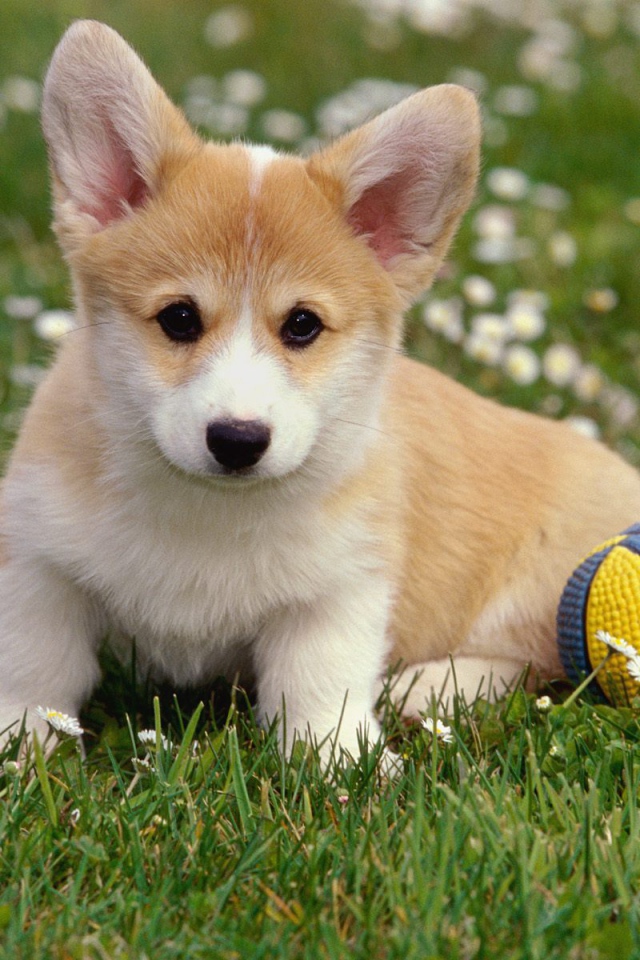 Щенок вельш-корги с мячом