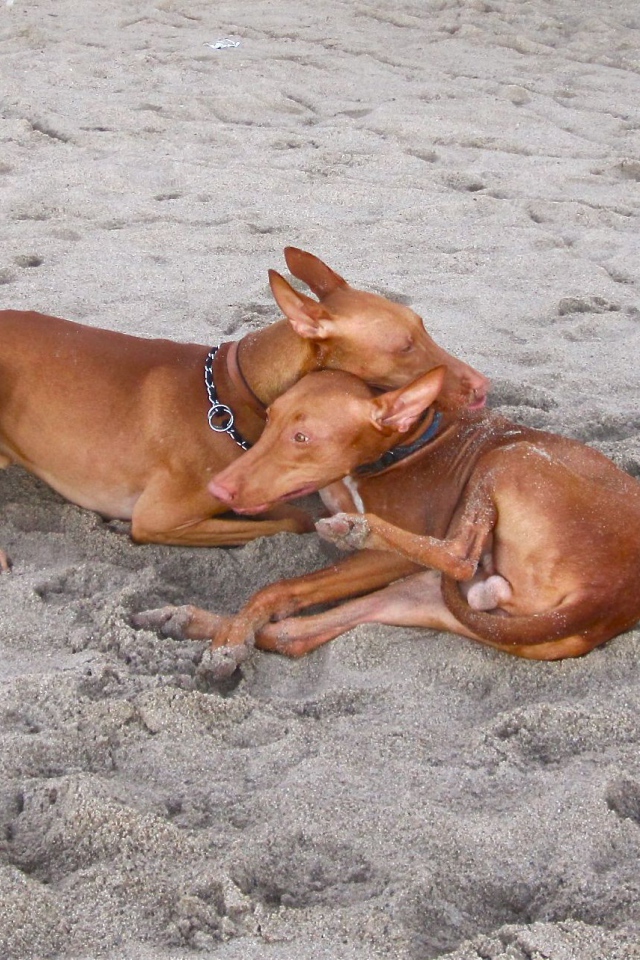 Пара фараоновых собак