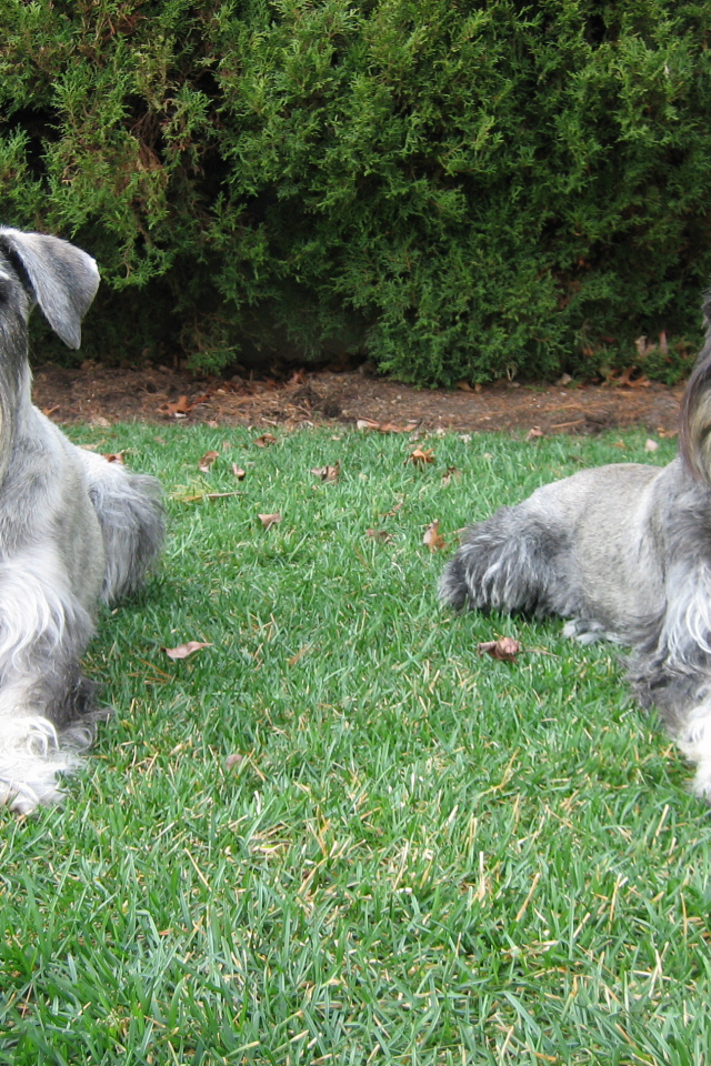 Пара шнауцеров лежит на траве