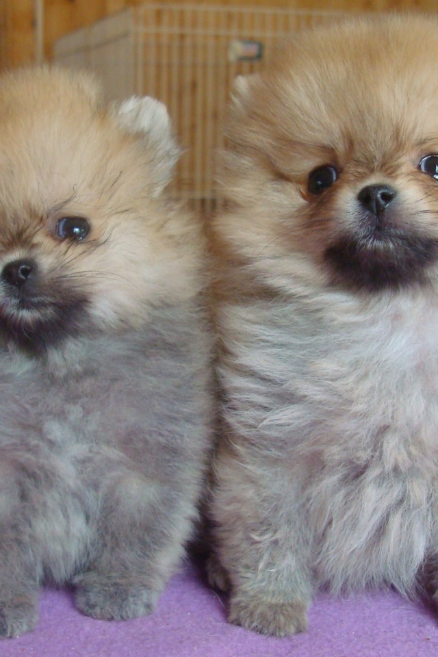 Пара щенков шпица