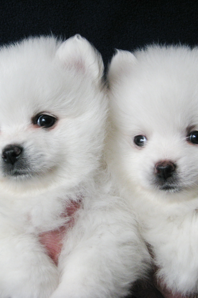 Пара щенков шпица