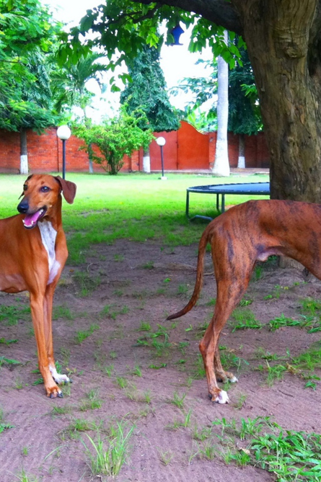 Пара собак азавак