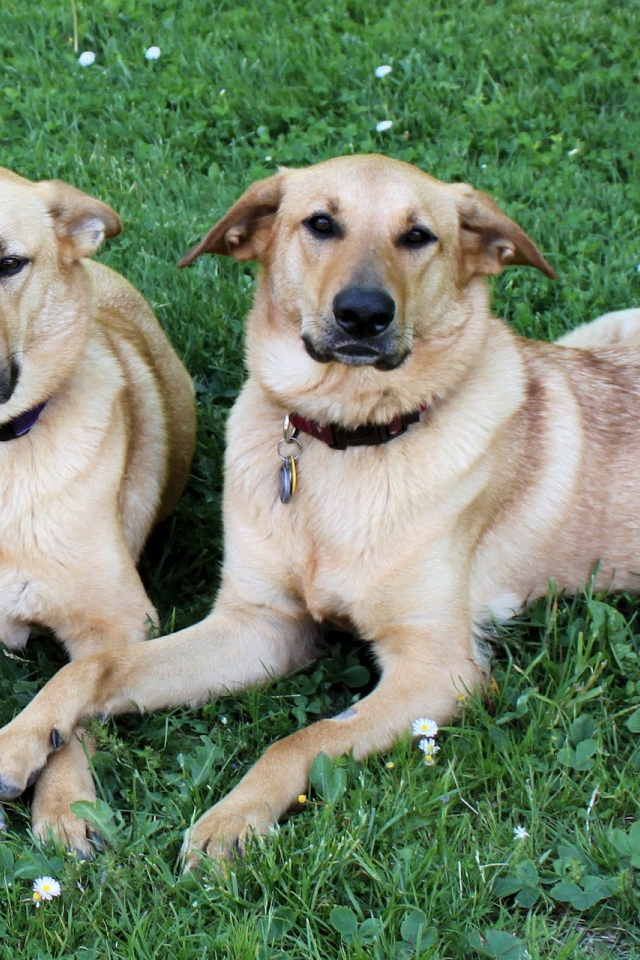 Пара собак чинук