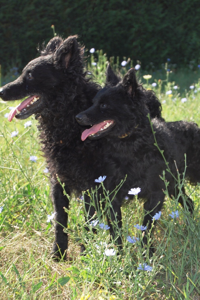 Пара собак муди