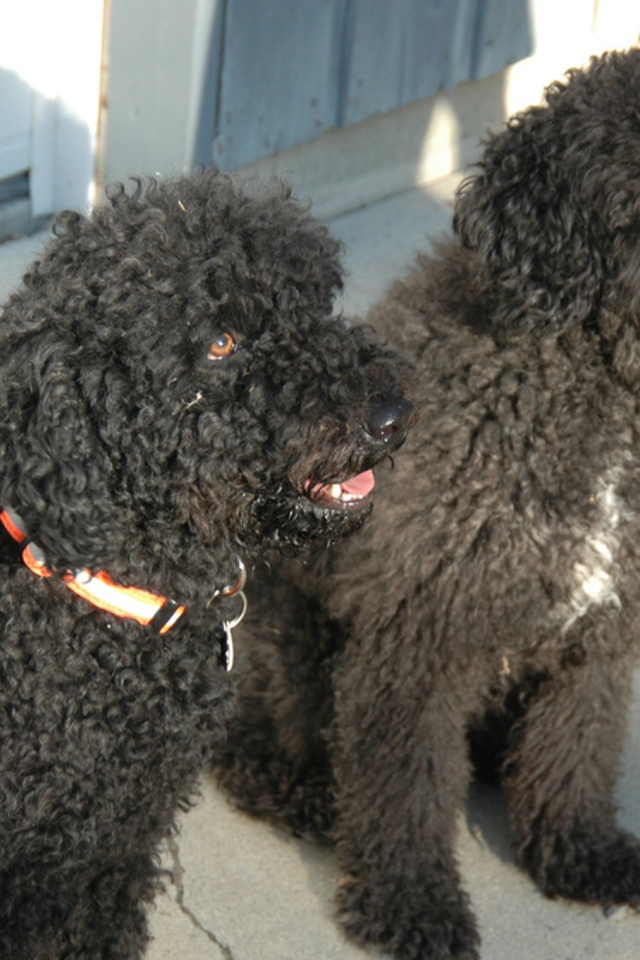 Пара собак барбет