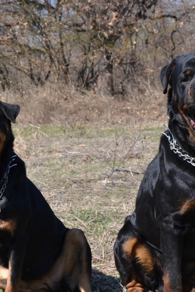 Пара веселых ротвейлеров