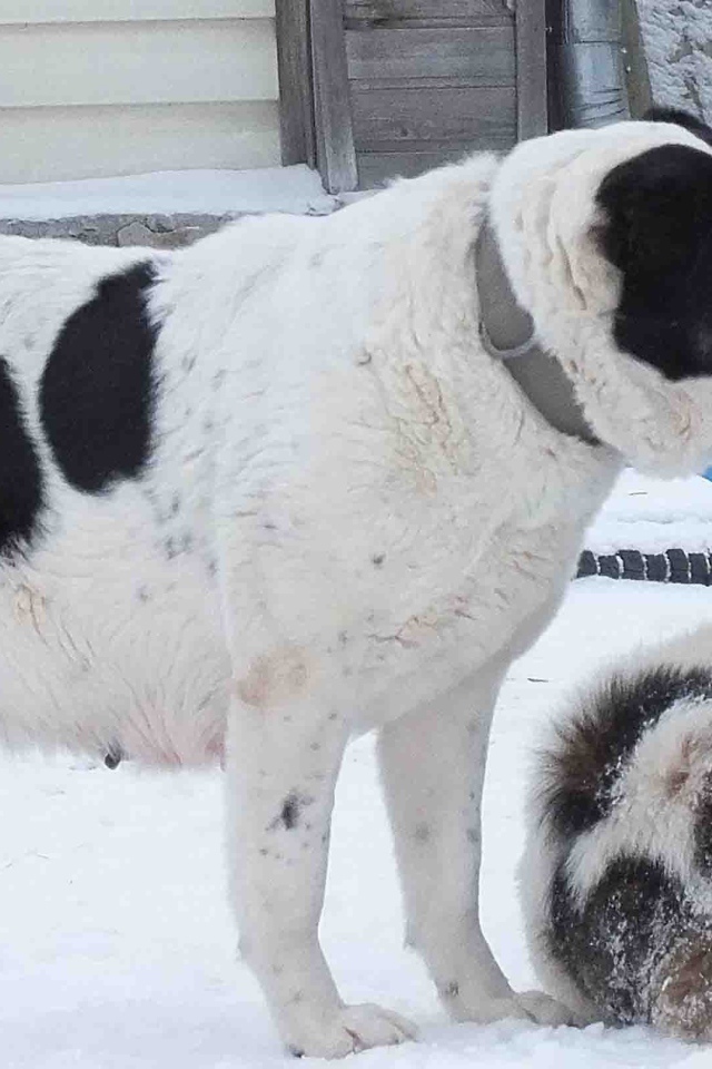 Пара алабаев на снегу