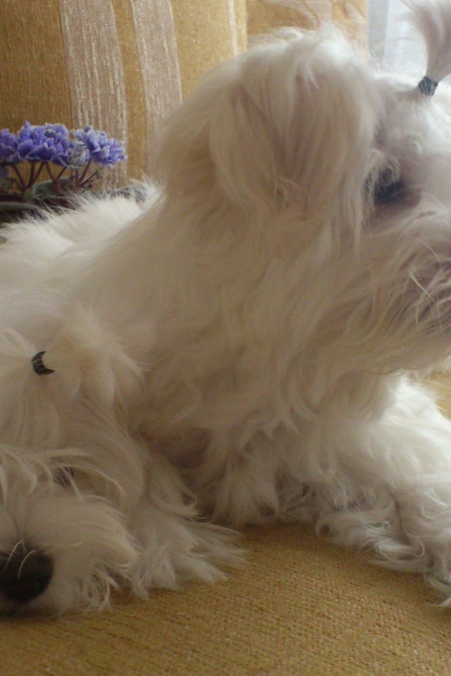 Пара болонок на диване