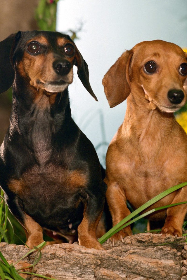 Пара такс среди цветов