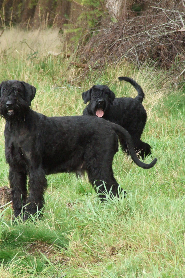 Пара шнауцеров на прогулке