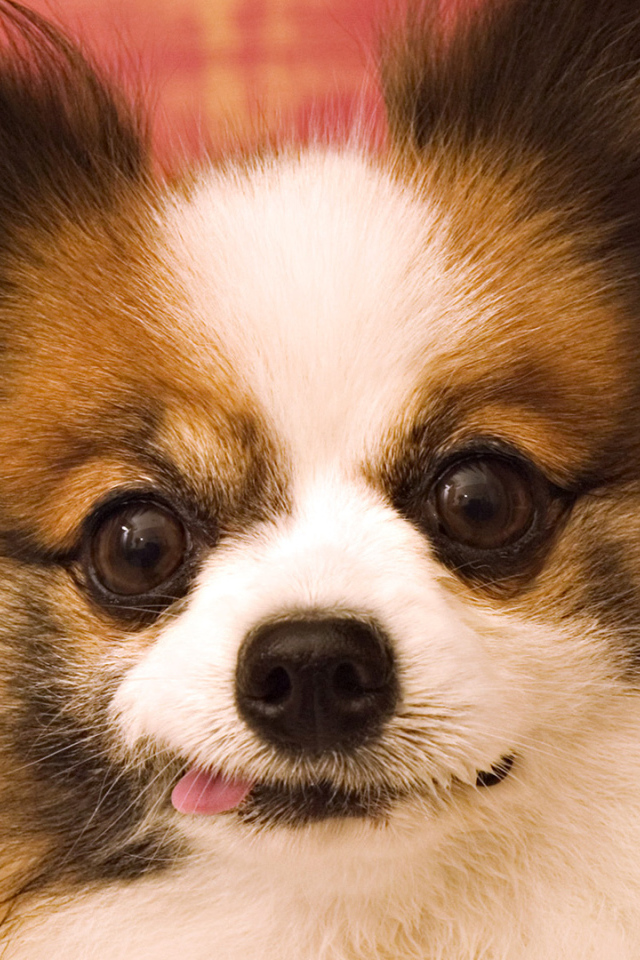 Сумасшедшие глаза у шпица