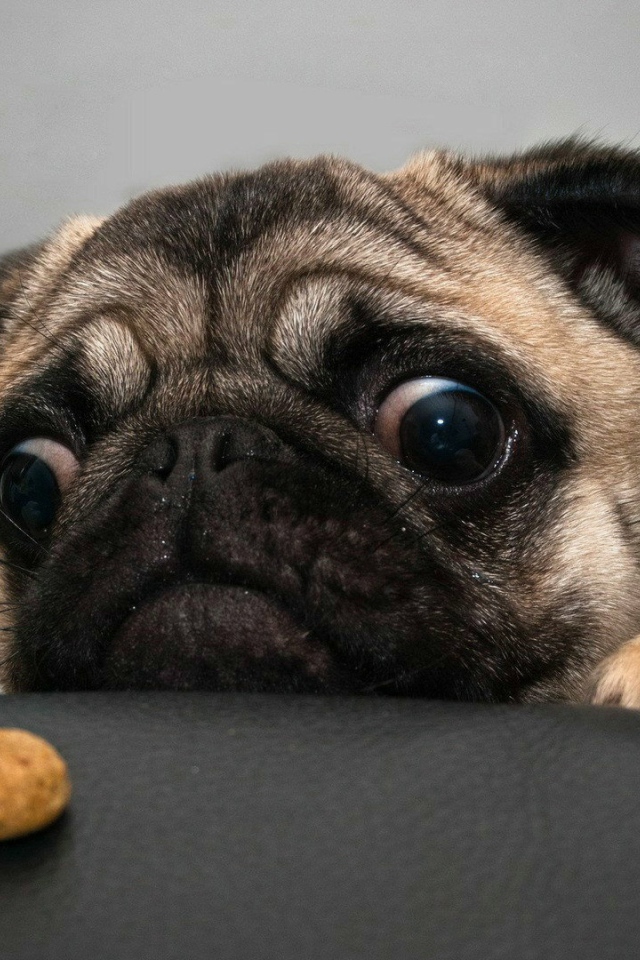 Отчаянный мопс