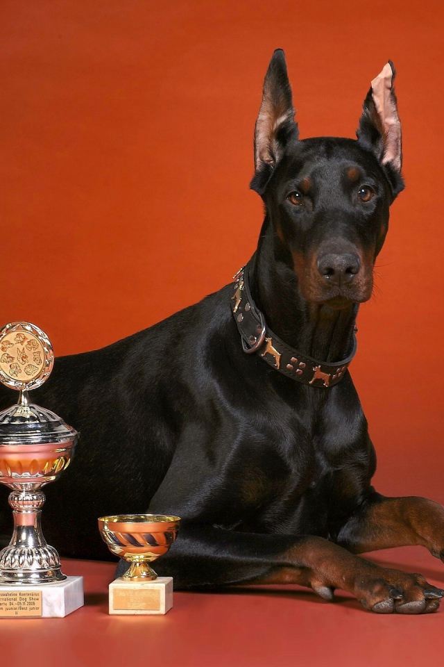 Кубки и доберман