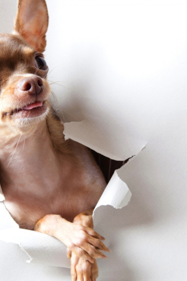 Любопытная собачка чихуахуа