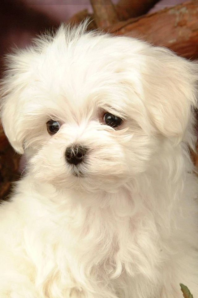 Любопытный белый щенок болонки