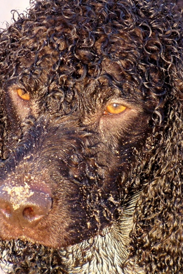 Кудряшки у ирландского водяного спаниеля