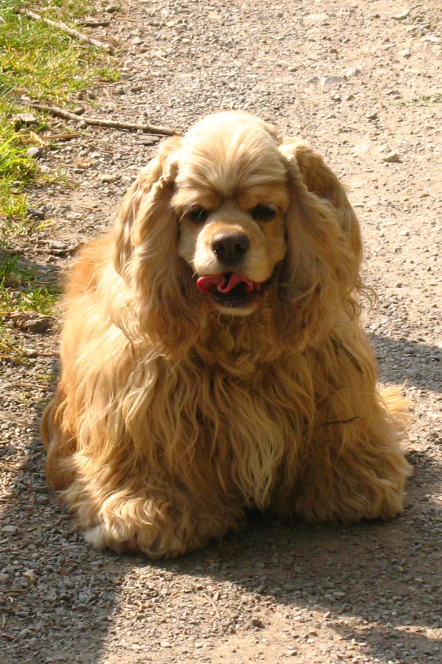 Милый американский кокер спаниель на дорожке