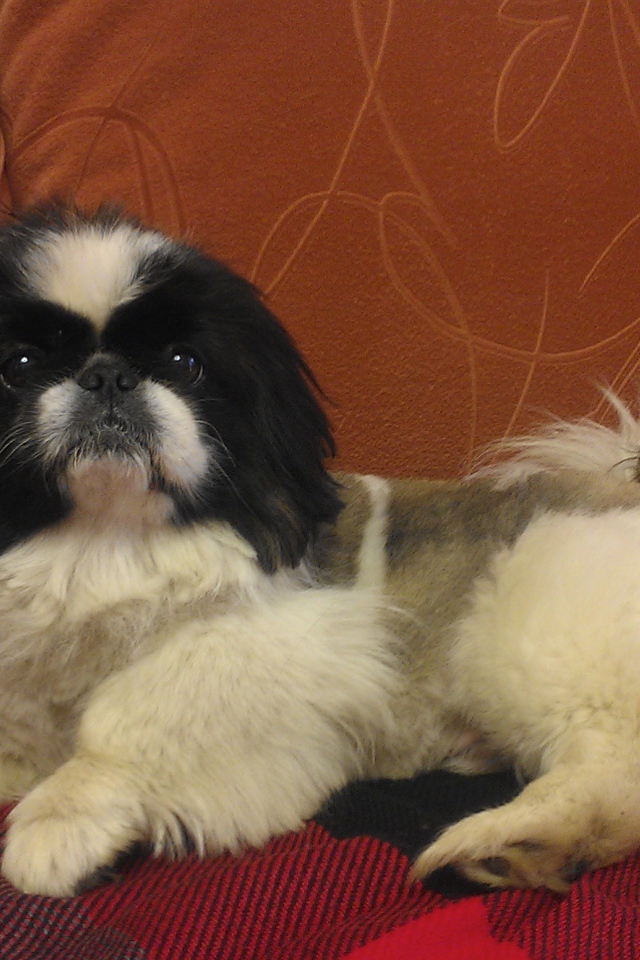 Милый пекинес на диване