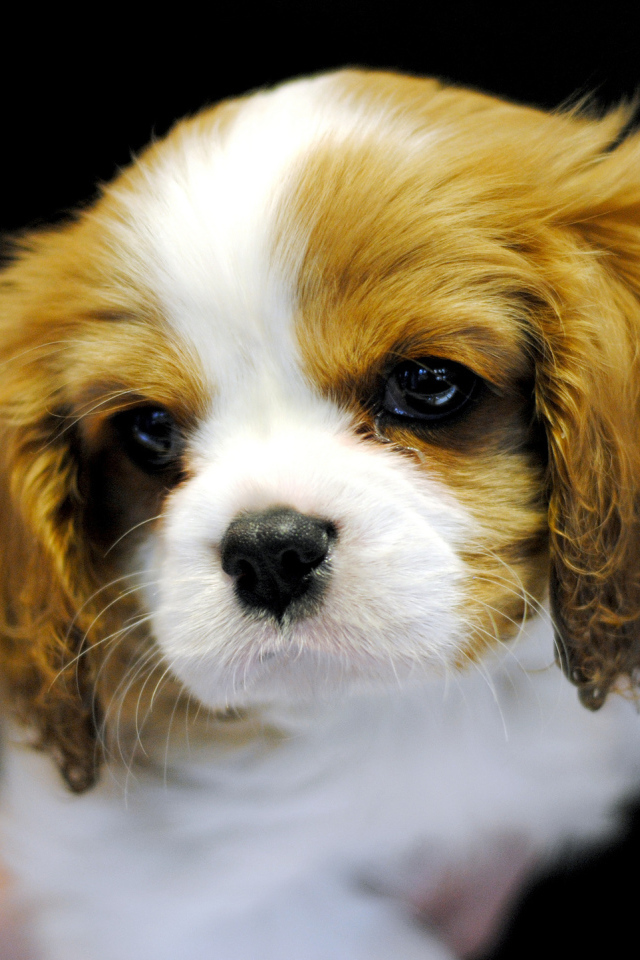 Милый щенок кавалер кинг чарльз спаниеля