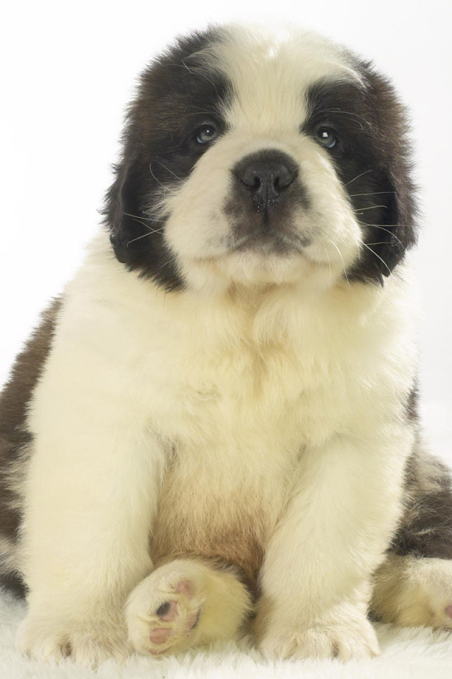 Милый щенок сенбернара