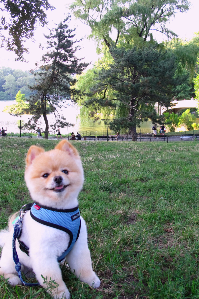 Милый шпиц у озера