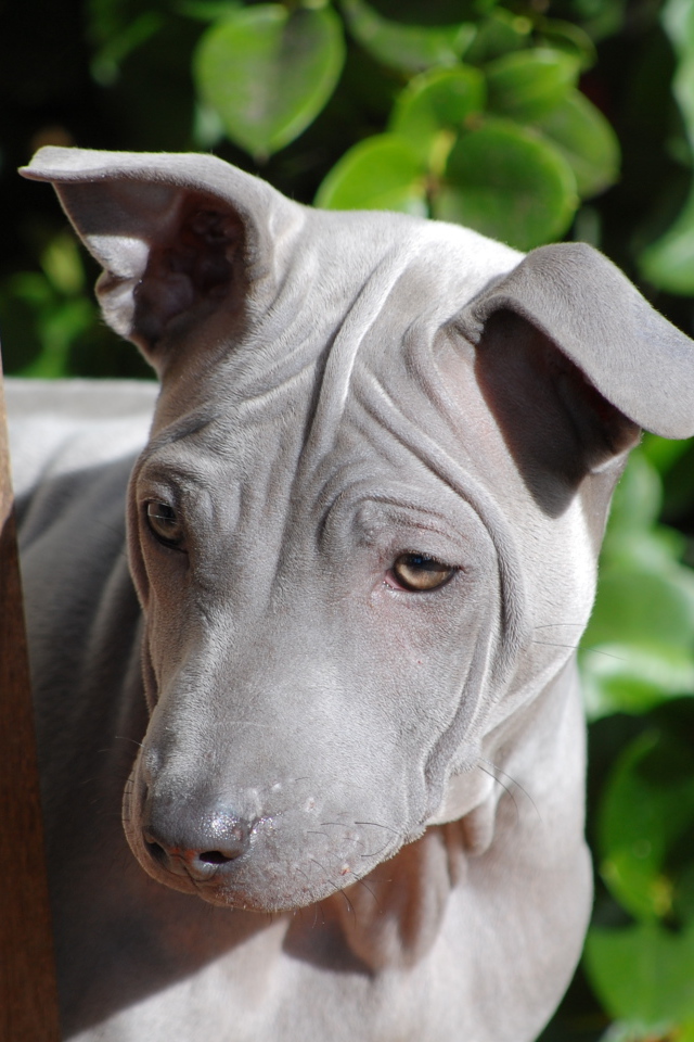 Симпатичный тайский риджбек