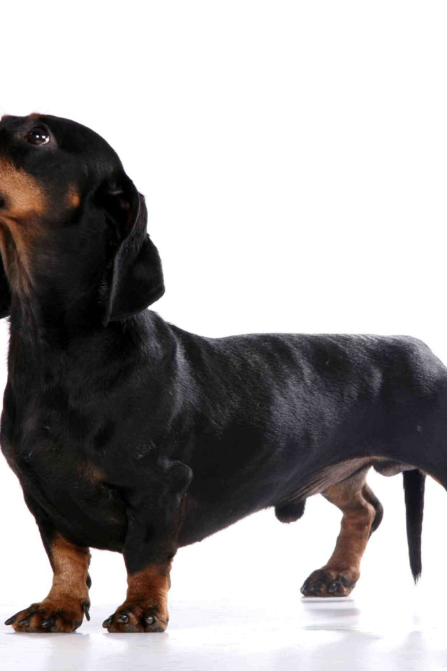 Милая собака такса