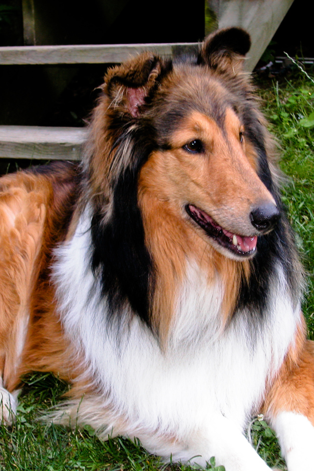 Милый пес колли