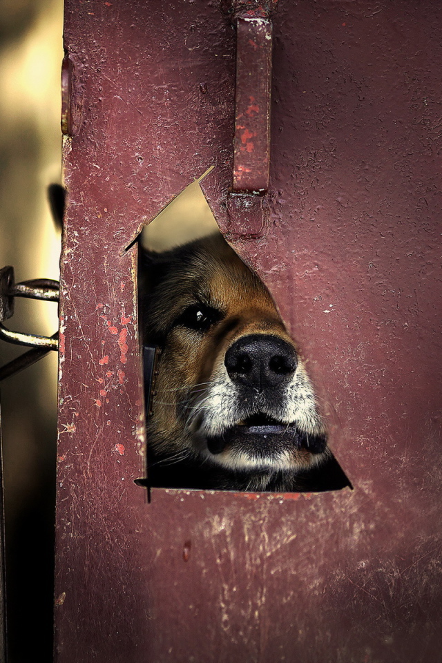 Мордашка милой собаки